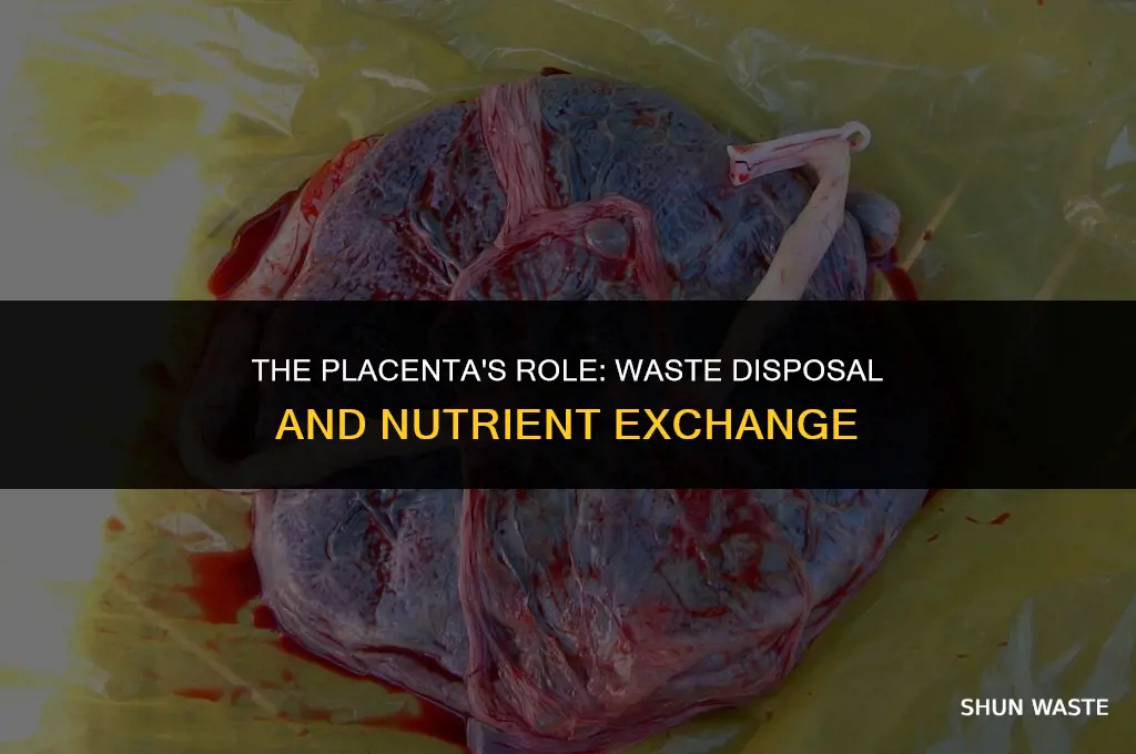 is the placenta a place for waste disposal