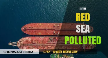 The Red Sea Pollution Crisis: Is It Too Late?