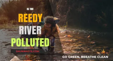 The Reedy River: A Polluted Paradise?