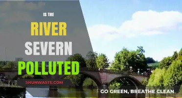 The River Severn: Polluted or Pristine?