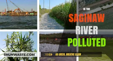 Saginaw River: A Polluted Waterway?