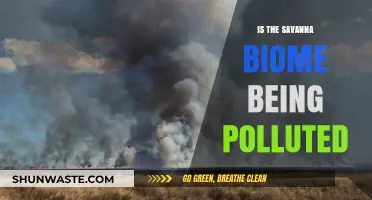 The Savanna Biome: Pollution's Next Target?