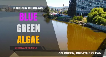 The SF Bay's Blue-Green Algae Pollution Problem