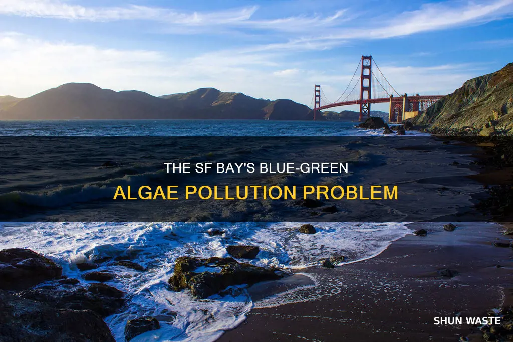 is the sf bay polluted with blue green algae