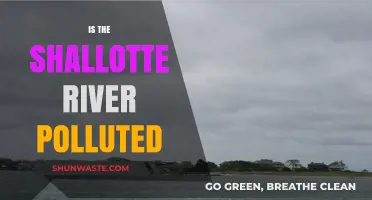 Shallotte River: A Polluted Paradise?