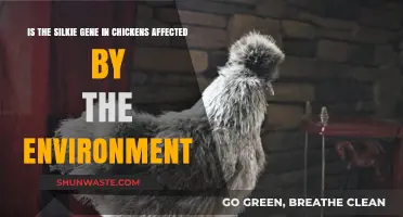 Environmental Factors and Their Impact on Silkie Chicken Genetics