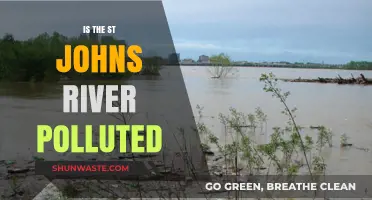 St. Johns River: A Polluted Paradise?