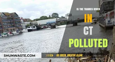 Thames River Pollution: Is It Safe?