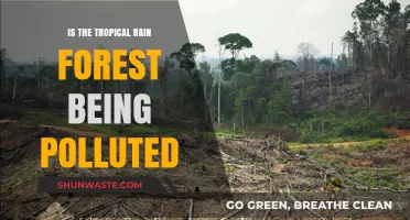 The Tropical Rain Forest: Pollution's Next Target