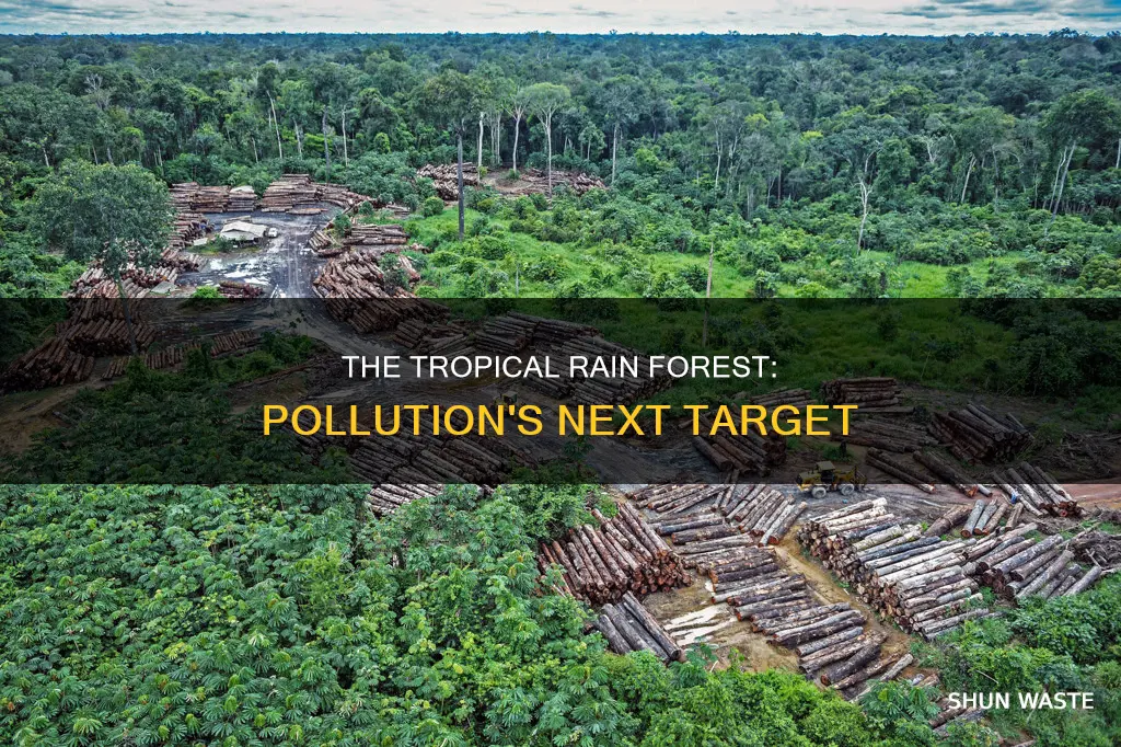 is the tropical rain forest being polluted