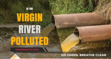 The Virgin River: Is It Polluted?