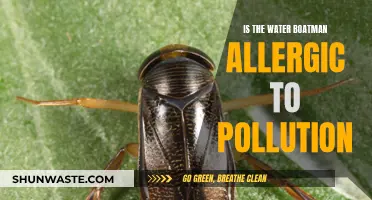 Water Boatman's Allergy to Pollution: A Surprising Discovery