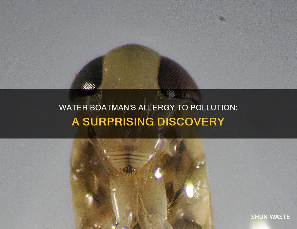 is the water boatman allergic to pollution