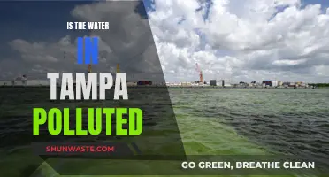 Tampa's Water Quality: A Concern for Residents and Visitors