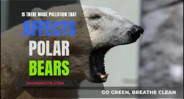 How Does Noise Pollution Affect Polar Bears?