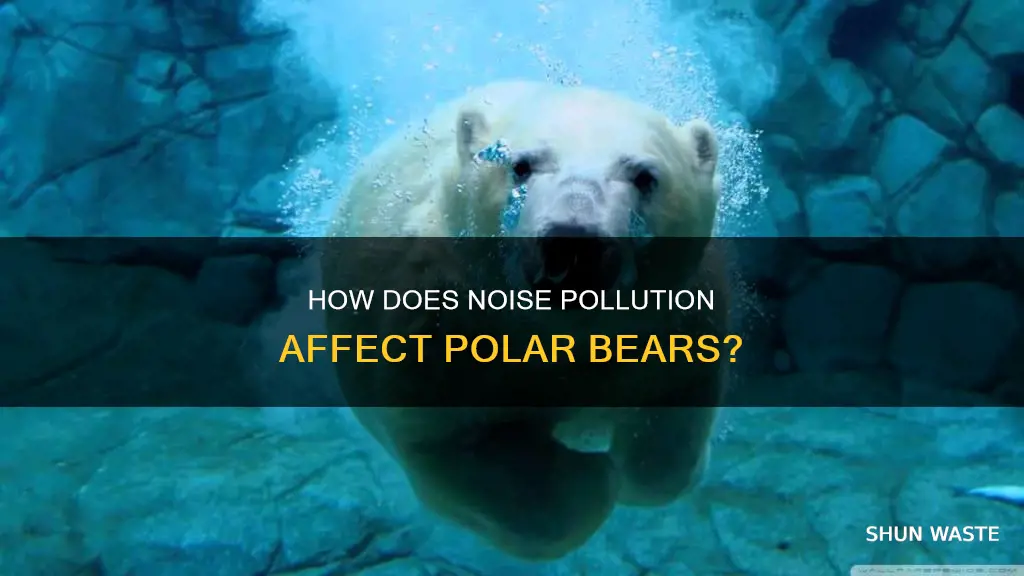 is there noise pollution that affects polar bears