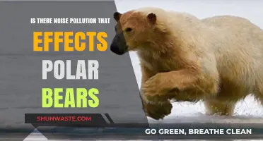 How Noise Pollution Impacts Polar Bears' Lives