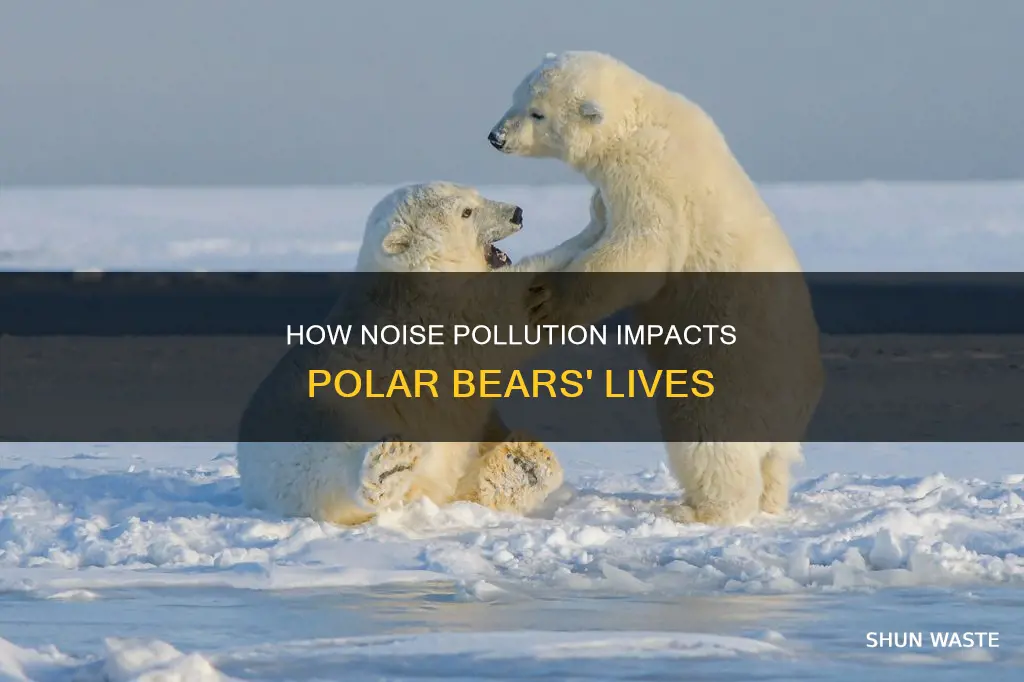 is there noise pollution that effects polar bears