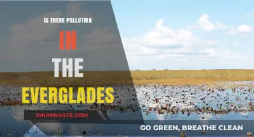 Everglades Pollution: A Growing Concern?