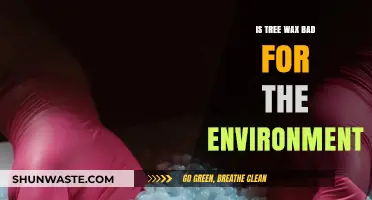 Is Tree Wax Eco-Friendly? Environmental Impact Explained Simply