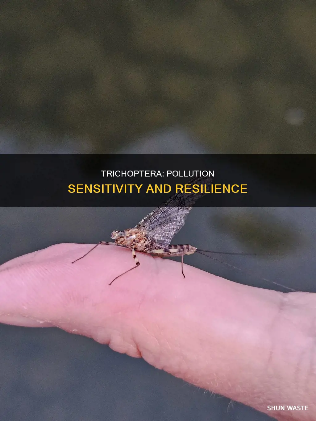 is trichoptera sensitive to pollution