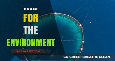 Is Tuna Sustainable? Environmental Impact of Tuna Fishing Explained