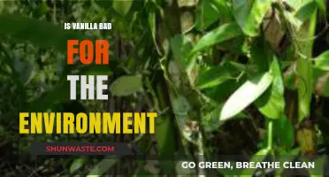 Vanilla's Environmental Impact: Sustainable or Harmful for Our Planet?