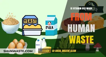 Is Vitamin B12 Derived from Human Waste? Unraveling the Myth