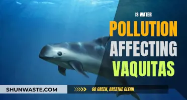 Vaquita's Future: Water Pollution's Impact and Solutions