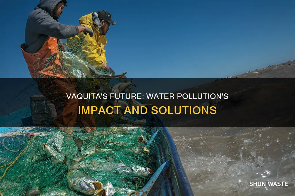 is water pollution affecting vaquitas