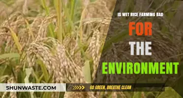 Wet Rice Farming: Environmental Impact and Sustainable Practices Explored