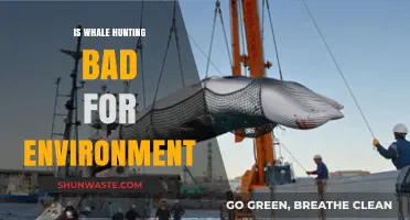 Whale Hunting's Environmental Impact: Harmful or Sustainable Practice?