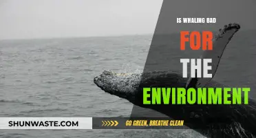 Whaling's Environmental Impact: Harmful Consequences and Ecosystem Disruption Explained
