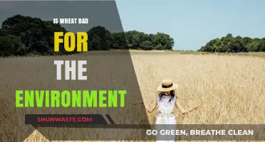 Wheat's Environmental Impact: Sustainable Crop or Ecological Burden?