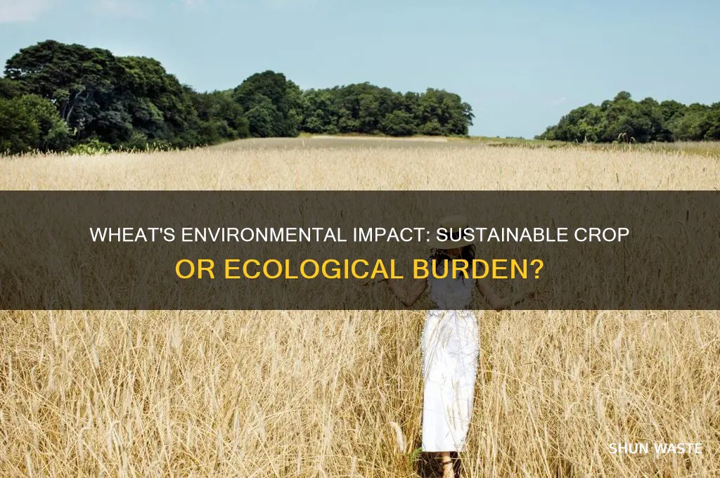 is wheat bad for the environment