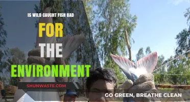 Wild Caught Fish: Environmental Impact and Sustainable Alternatives Explored