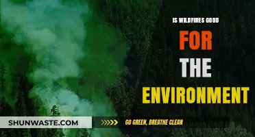 Wildfires' Environmental Impact: Destruction or Necessary Natural Renewal?