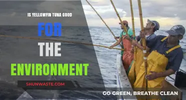 Yellowfin Tuna's Environmental Impact: Sustainable Choice or Ecological Concern?