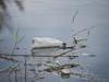 pollution contamination