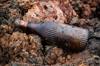 pollution contamination