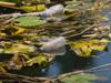 pollution contamination