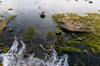 pollution water