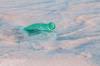 pollution water