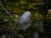 pollution water