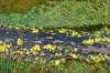 pollution water