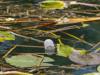 pollution water