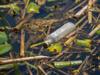 pollution water