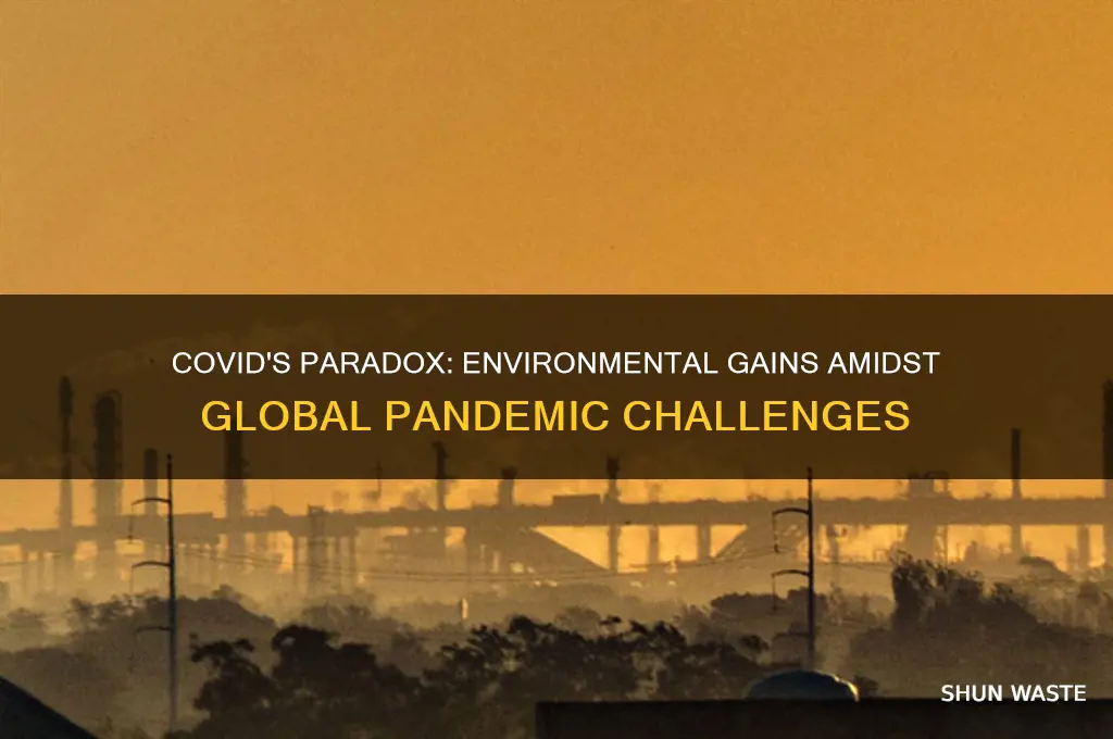 was covid good for the environment
