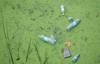 waste disposal