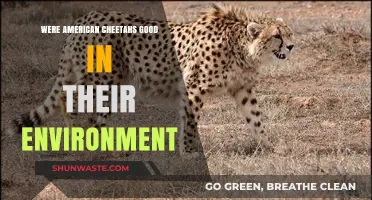 American Cheetahs: Masters of Their Ancient North American Habitat?